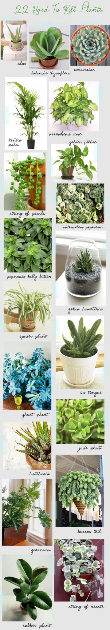 22 Hard To Kill Houseplants Plants Indoor Plants House Plants