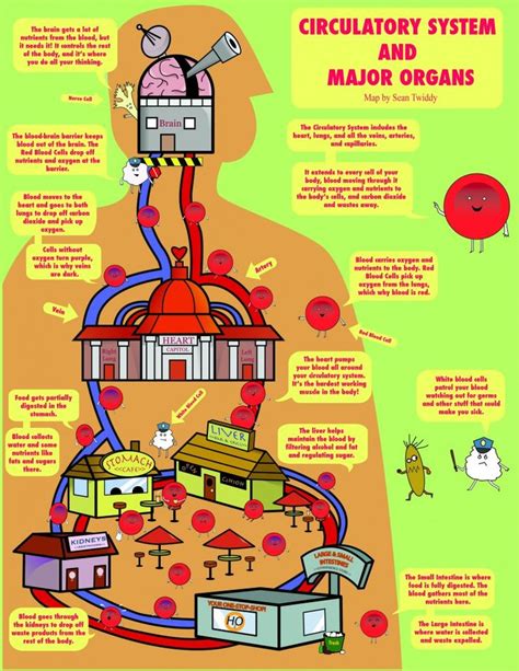 Circulatory System and Major Organs | Circulatory system, Human body ...