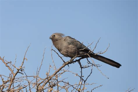 22 Days Uganda Birding Safari Birding Tour Birdwatching Gorillas