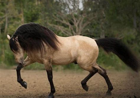 Buckskin Lusitano Most Beautiful Horses All The Pretty Horses Animals
