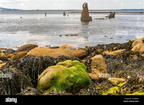 Stones And Seaweed At Osmington Bay With The Wreck Of The Minx In The