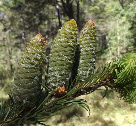 Abies Guatemalensis Var Jaliscana Threatened Conifers Of The World