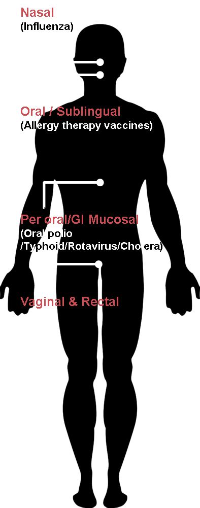 Mucosal Vaccination British Society For Immunology