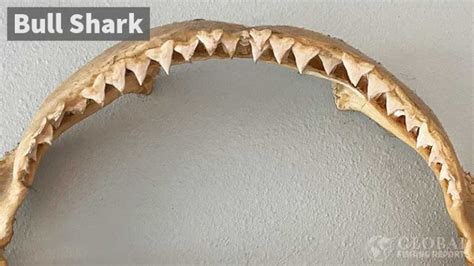 How to Identify Shark Teeth | By Captain Cody