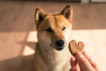 D A Mundial Del Perro Tres Postres Y Premios Caseros Para Consentir A