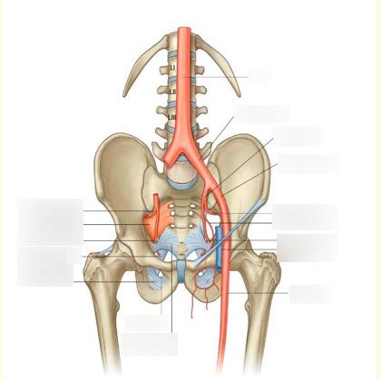 Femoral And Obturator Artery Diagram Quizlet