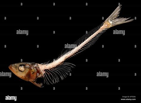 Sardine skeleton with head intact Stock Photo - Alamy