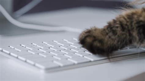 Cute tabby cat is typing text on a computer keyboard 23528310 Stock ...