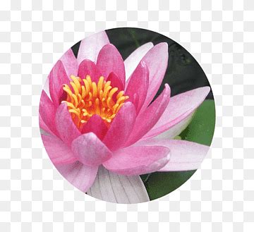 Descarga gratis Loto egipcio plantas acuáticas flores rosadas nelumbo