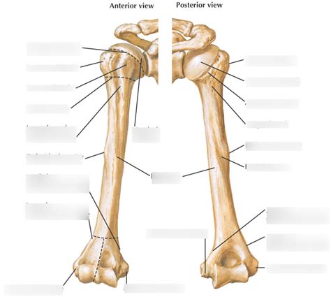 Humerus Anterior And Posterior Diagram Quizlet