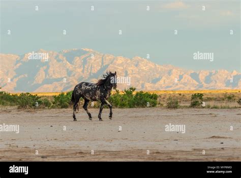 Wild Horse Stallion Stock Photo Alamy