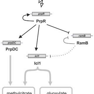 PrpR Regulates The Expression Of Genes Involved In Methylcitrate And