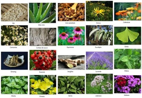 Las Veinte Mejores Plantas Medicinales