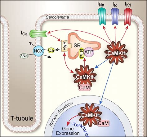 Calmodulin Dependent Protein Kinase Ii Linking Heart Failure And