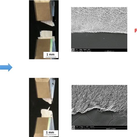 Macroscopic And SEM Images Of Electrospun PCL Gelatin Random Scaffolds