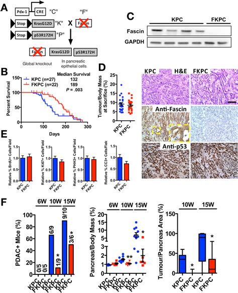 Fascin Is Required For Early Pdac Formation A Gene Targeting