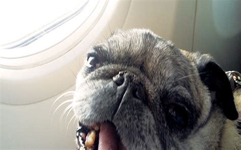 Pug - 1280x800 Wallpaper - teahub.io