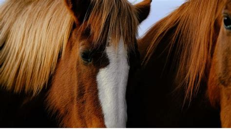 What Is A Sorrel Horse Color And With A Flaxen Mane And Tail