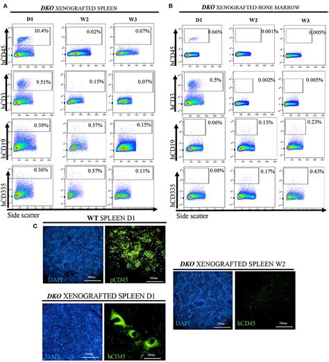 Frontiers Allogeneic And Xenogeneic Lymphoid Reconstitution In A RAG2