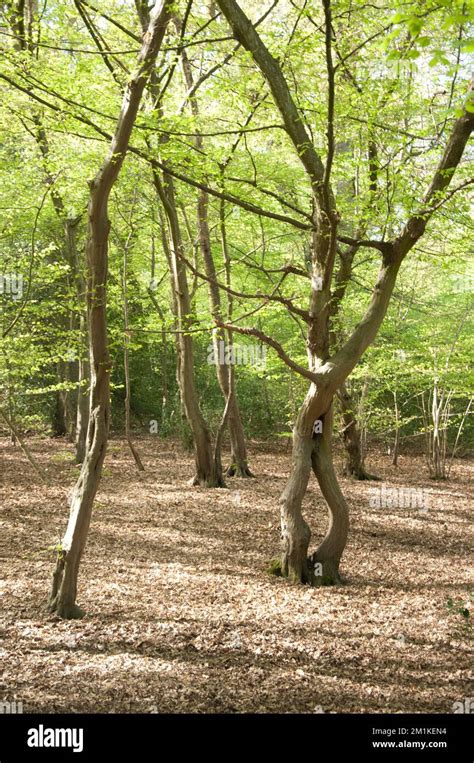 Twisted Hornbeam Carpinus Betulus Queens Wood Highgate London Uk