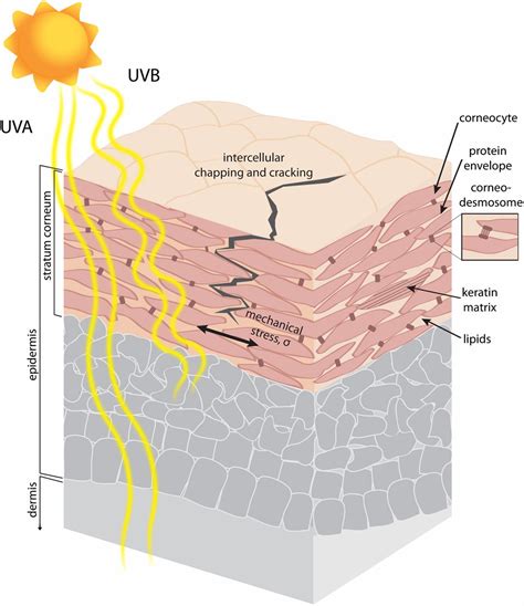 Solar Uv Radiation Reduces The Barrier Function Of Human Skin Pnas