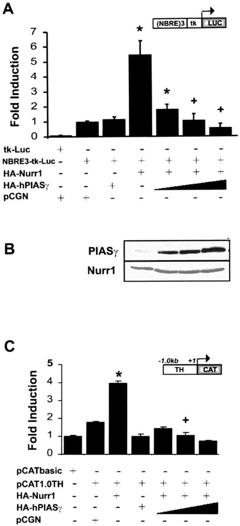 Pias Represses The Transcriptional Activation Induced By Nurr A