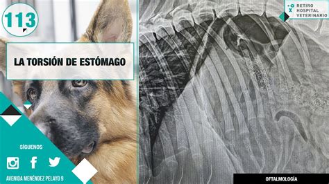 CAPÍTULO 113 La torsión de estómago en perros Veterinario