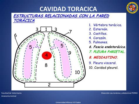 SOLUTION Anatomia Veterinaria Diseccio N Cav Toracica Y Abdominal