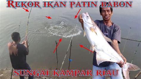 Rekor Mancing Mancing Ikan Patin Babon Di Sungai Kampar Riau