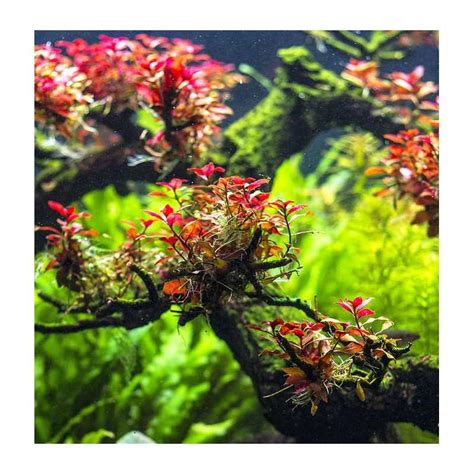 Ludwigia Sp Mini Super Red In Vitro Xnac