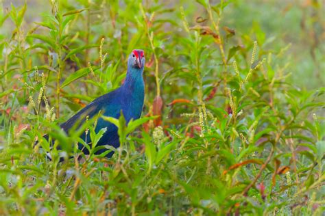 Grey Headed Swamphen Porphyrio Poliocephalus Grey Headed Flickr