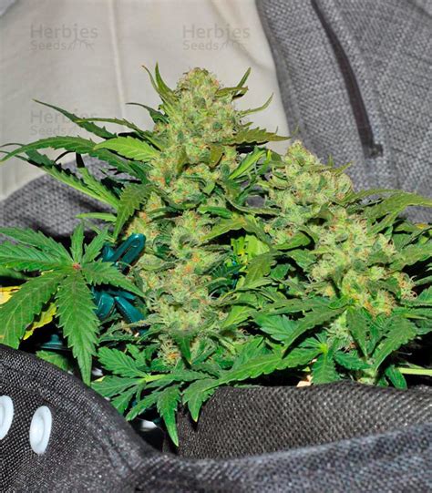 Buy Fast Bud Auto Feminized Seeds By Sweet Seeds Herbies Seeds