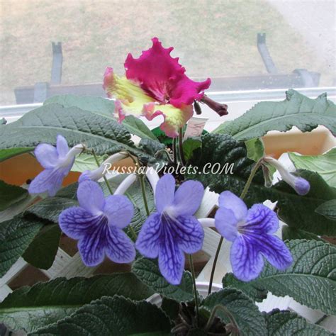 Streptocarpus