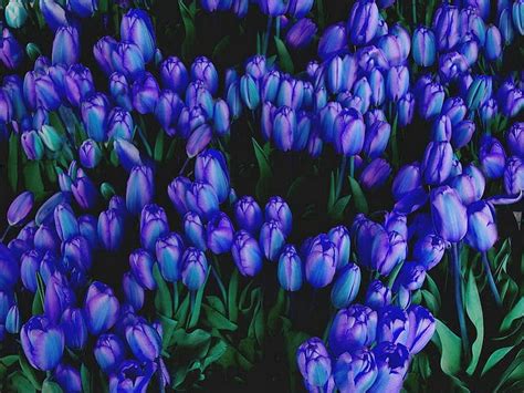 Tulip Blues Garden Flowers Tulips Blue Hd Wallpaper Peakpx