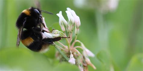 Suffolk Pig Farmers Feed One Million Bees In Pioneering Project Read