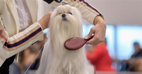 Wie Man Hundehaare Entfernt Anleitung Und Wichtige Tipps