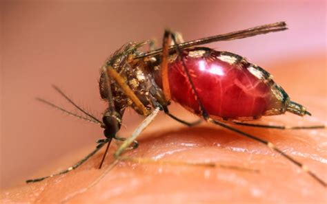 Bug Bite Saliva Hijacks Immune Cells To Spread Virus Scientific American