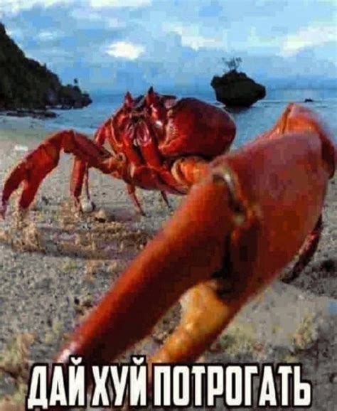 Create Meme Crab The Crab Is Alive Memes With Crabs Pictures