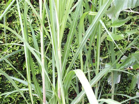 Miscanthus x giganteus