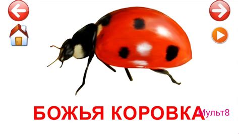 Учебные Карточки для детей #Домана Насекомые на канале #Мульт8 - YouTube