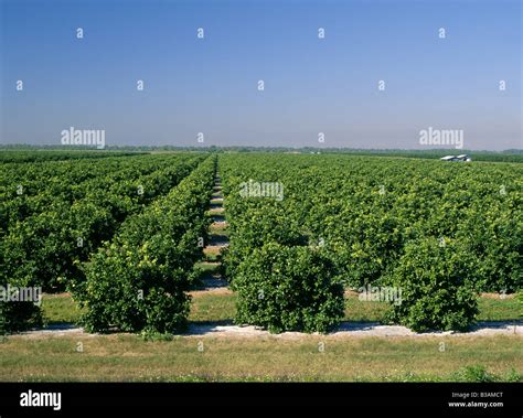 Mature Growth Valencia Orange Grove Hi Res Stock Photography And Images