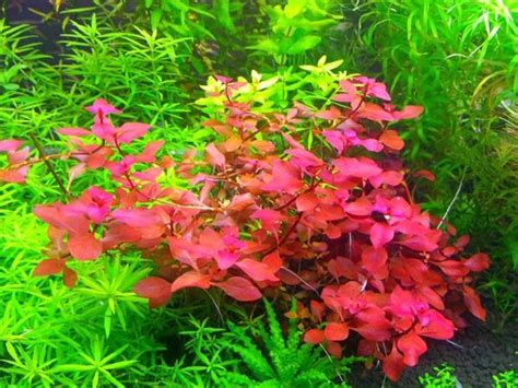 Ludwigia Sp Mini Super Red Aquasnack