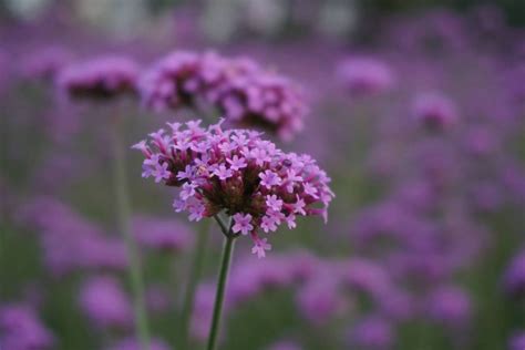 Verveine Du Jardin Verbena Vari T S Et Entretien Truffaut