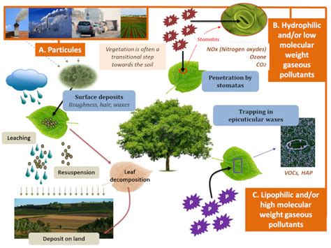 Water Pollution Effects On Plants