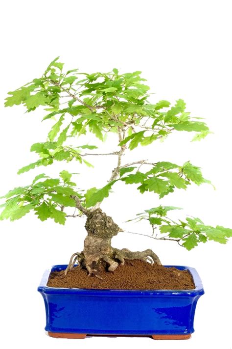 Exemplary English Oak Bonsai For Sale With Phenomenal Styling