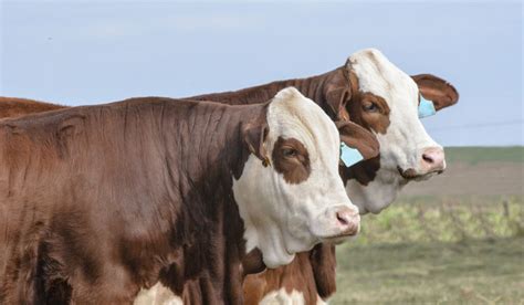 7 Red And White Cow Breeds Farmhouse Guide