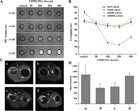 In Vitro And Vivo Magnetic Resonance Imaging Mri A Different Numbers