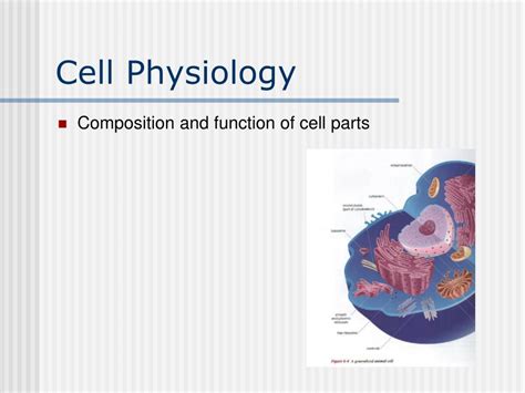 PPT - Cell Physiology PowerPoint Presentation, free download - ID:1367206