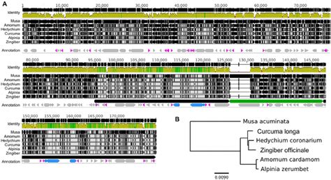 Plastome Sequence Variation Across Five Zingiberaceae A Alignment Of