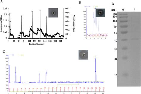 Purification Of The Fibrinolytic Enzyme From Petasites Japonicus A